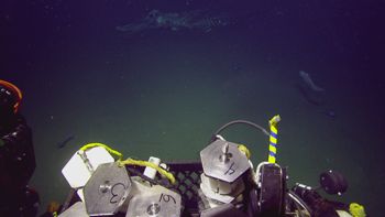 Media type: image;   Invertebrate Zoology 153119 Description: live specimen;